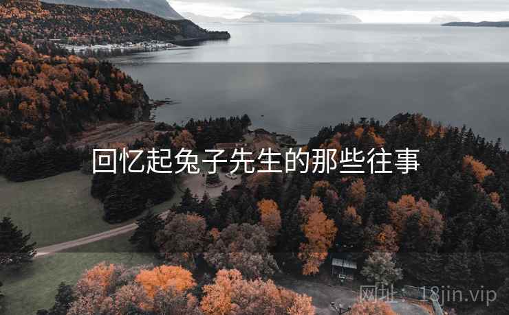 回忆起兔子先生的那些往事